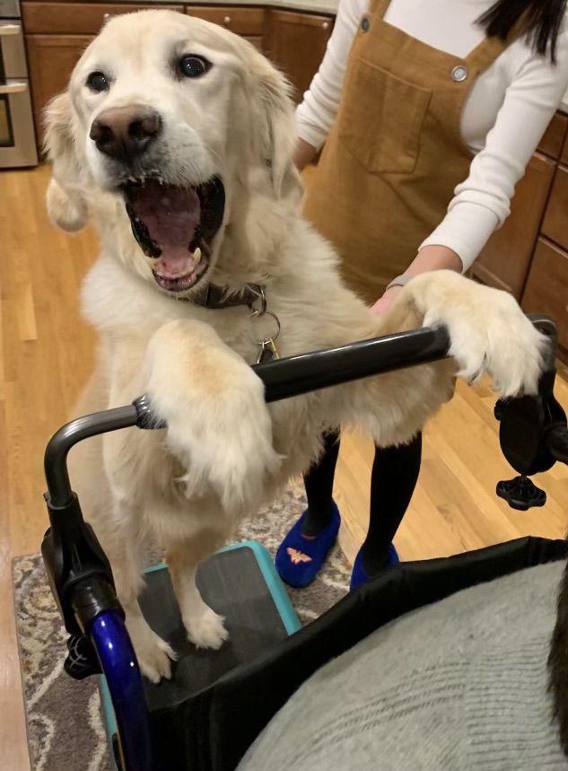Image of dog pushing a wheelchair installed with the EasyPushbar